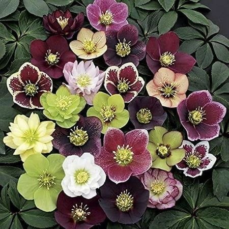 Mixed hellebore flowers in burgundy, purple, green, white, and pink blooms with yellow centers