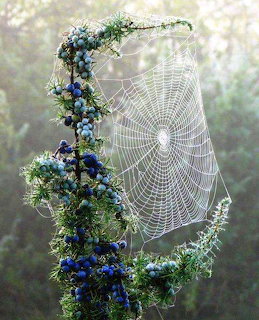 Dewy spider web surrounded by blue wildflowers on a branch
