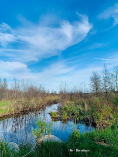 Marsh Creek Landscape