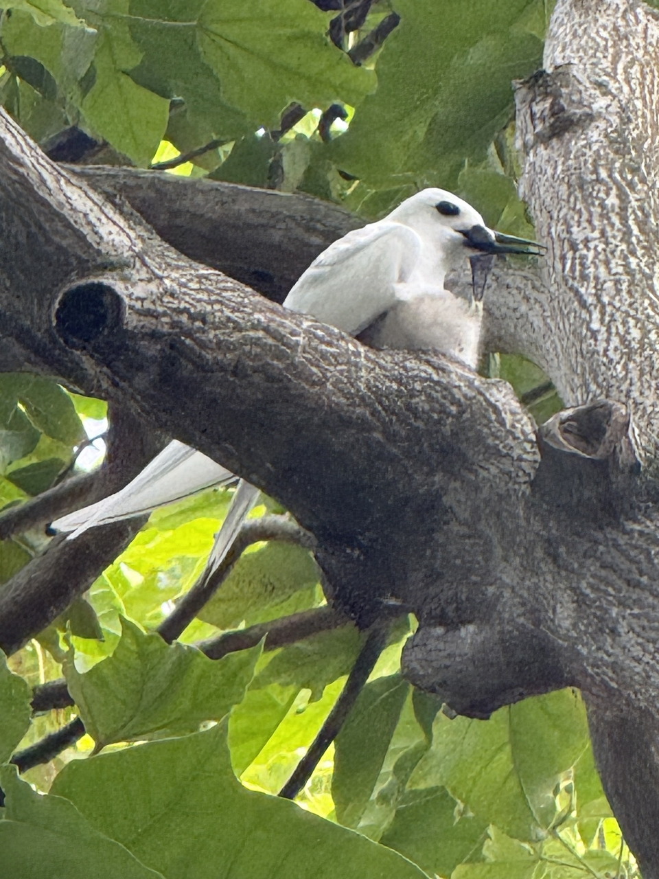 White bird on tree branch holding fish in beak with green leaves in background