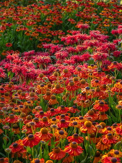 Dense field of blooming flowers in red, orange, pink and yellow creating colorful waves across the landscape