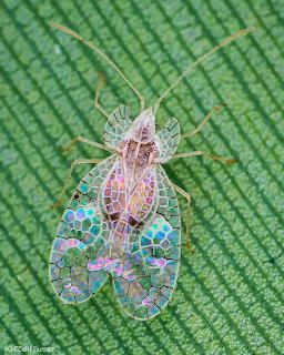 Macro view of a lace bug with transparent patterned wings on a green leaf