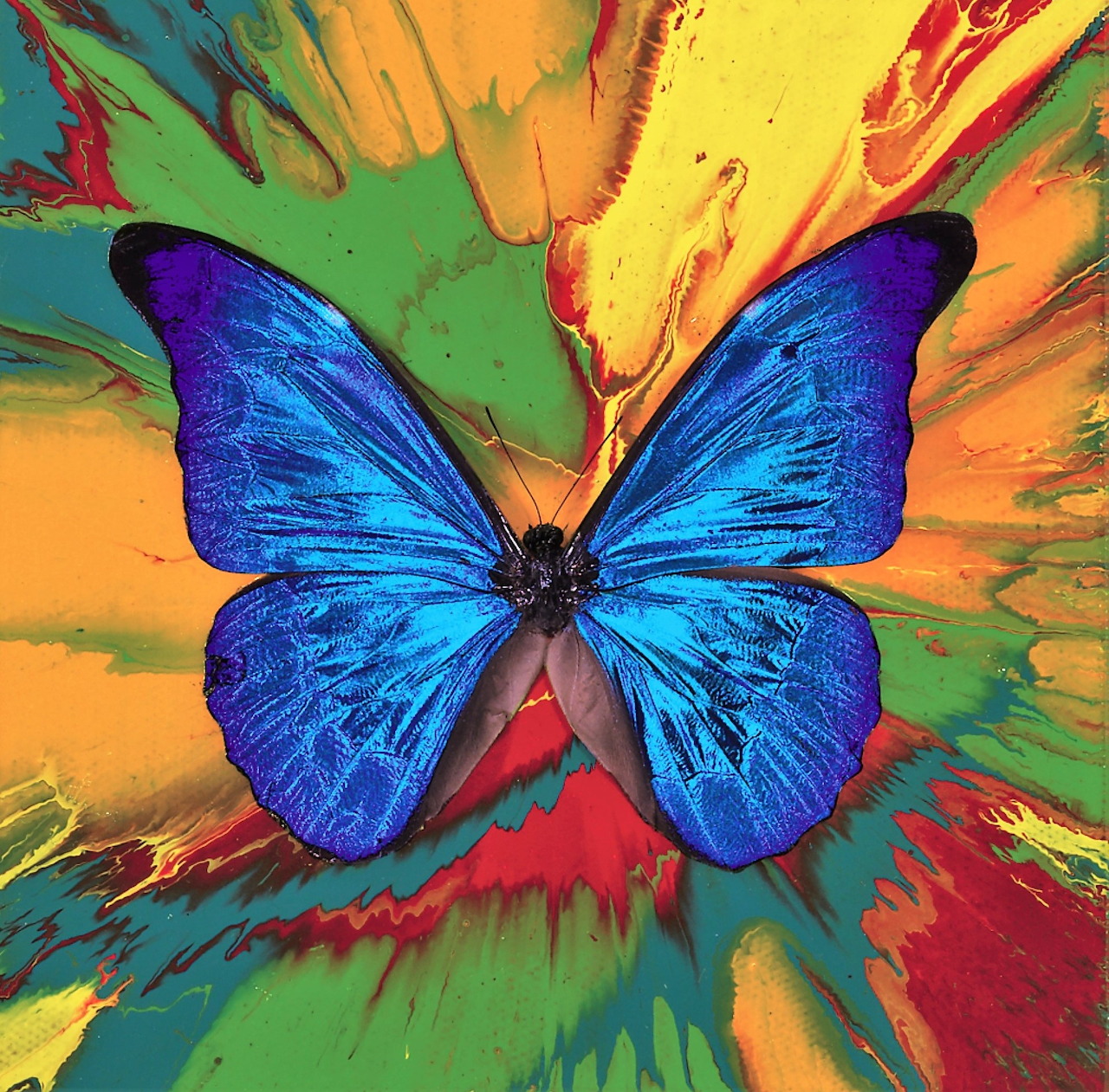 Blue butterfly on colorful paint splash background with yellow, green, red, and orange radiating streaks