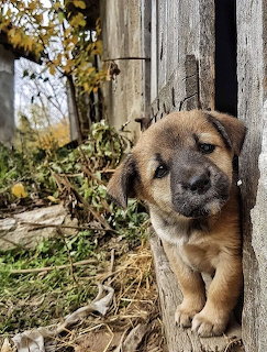 Brown and black puppy peeking out from behind an old wooden barn door in autumn