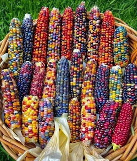 Wicker basket full of colorful Indian corn with multicolored kernels on green grass