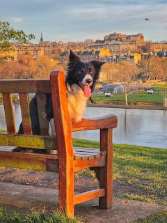 Black and white dog wrapped in orange blanket sitting on park bench overlooking city and river at dusk