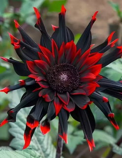 Close-up of a dark sunflower with black petals and bright red tips