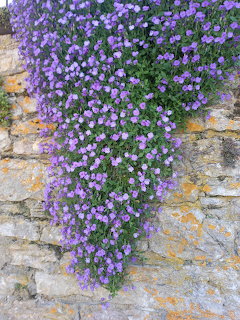 Purple flowering plant cascading down an old stone wall with yellowlichen patches