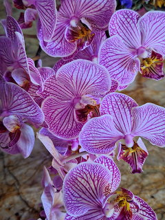 Close-up of pink and white striped phalaenopsis orchid flowers with visible vein patterns