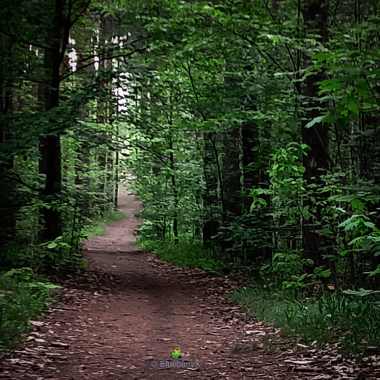 Dirt path through a dense green forest with tall trees and foliage
