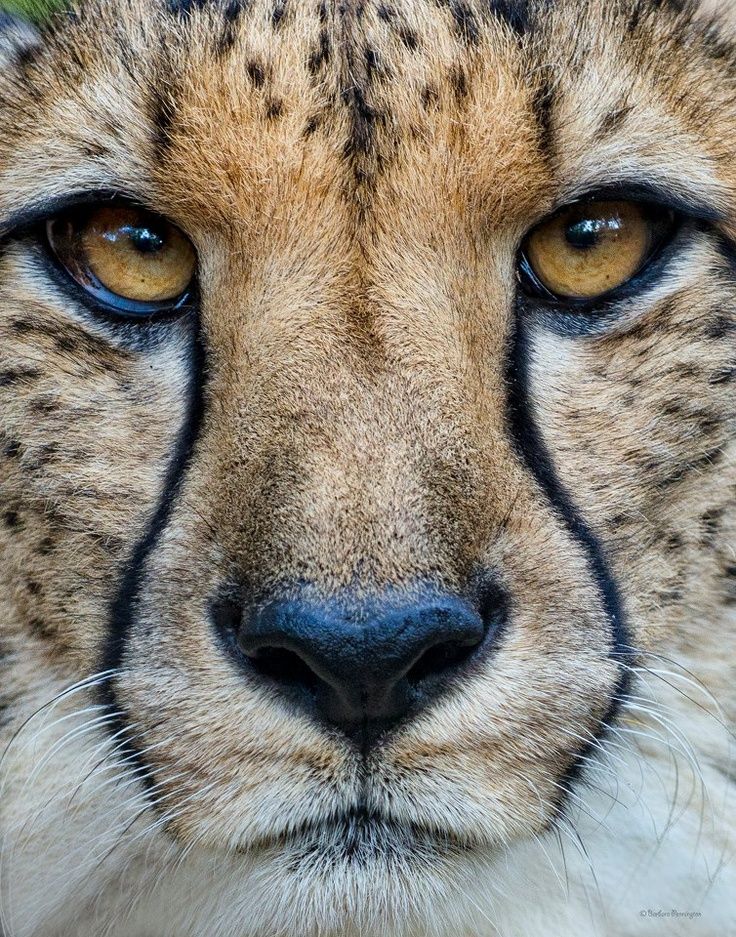 Cheetah Face Close-Up