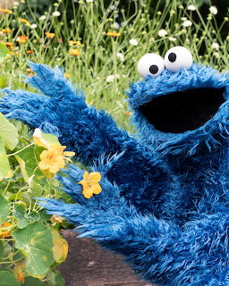 Cookie Monster character holding up his arm next to yellow flowers in a garden