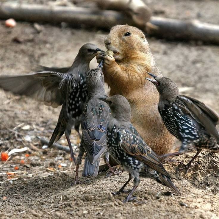 Prairie dog standing among several dark speckled birds on sandy ground
