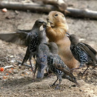 Prairie Dog Birds