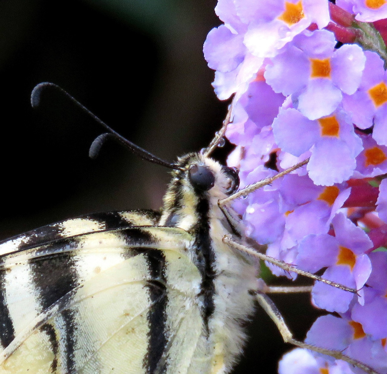 Close-up of a swallowtail butterfly on purple flowers