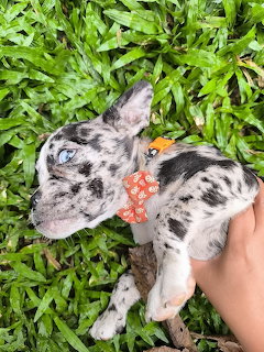 Merle French Bulldog Pupy