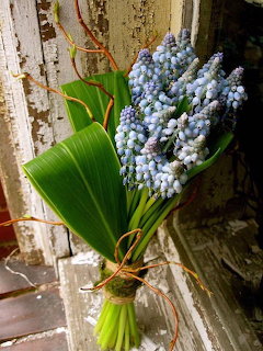 Bouquet of blue grape hyacinth flowers with green leaves and twigs on a rustic white wooden surface