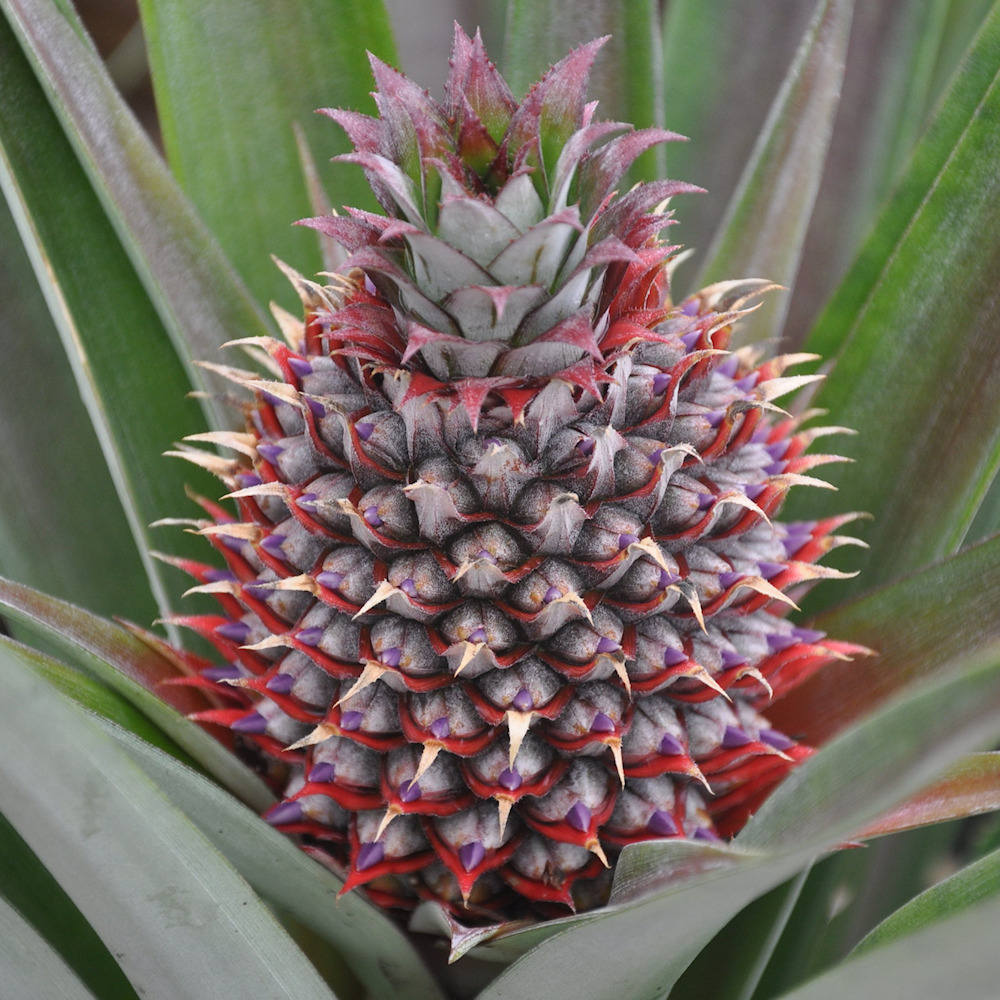 Close-up of a pineapple growing on the plant among long green leaves
