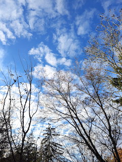 Autumn Sky With Trees