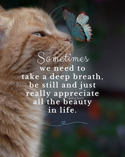 Orange tabby cat looking up at a blue and orange butterfly with inspirational text overlay