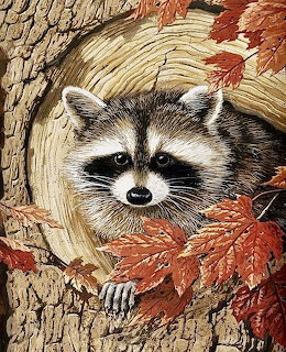 Raccoon