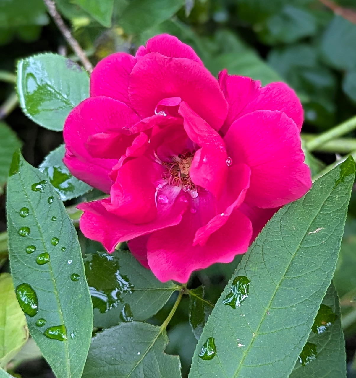 Close-up of a bright pink rose flower with green leaves and water droplets