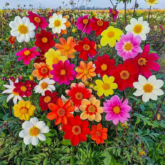 Colorful dahlia flowers blooming in a garden with various bright colors including pink, red, orange, yellow and white
