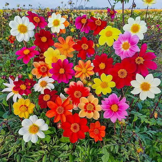 Colorful Dahlia Flowers