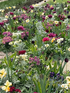 Dense garden bed with colorful spring flowers including purple tulips, yellow daffodils, and silvery foliage