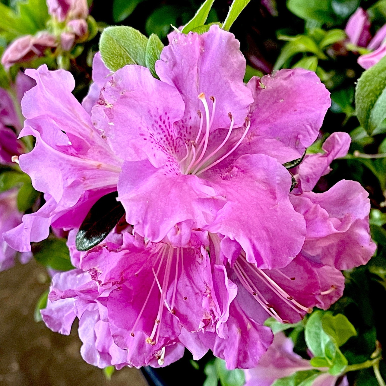 Close-up of bright pink azalea flowers with delicate ruffled petals and white stamens