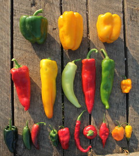 Assorted colorful pepers including bell peppers and chili peppers arranged on wooden planks