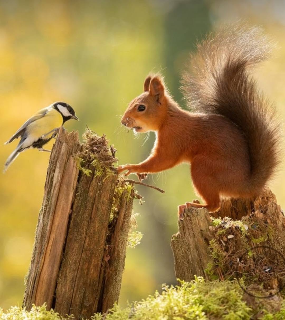 Red squirrel and great tit bird standing on a mossy tree stump facing each other