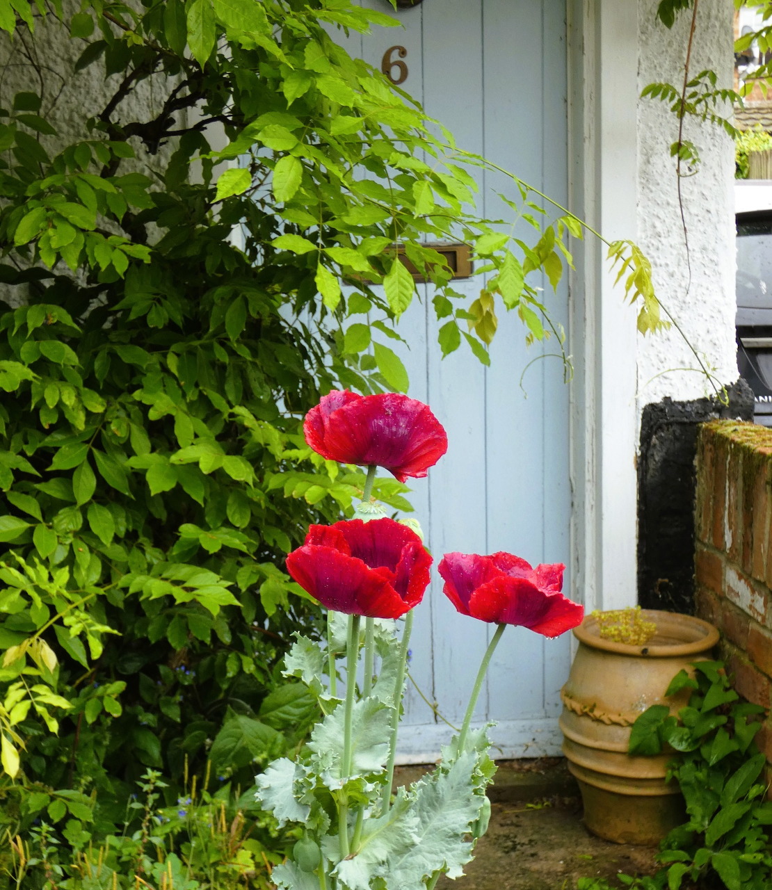 Pale blue wooden door with climbing green vines and red poppies in glass vases on doorstep