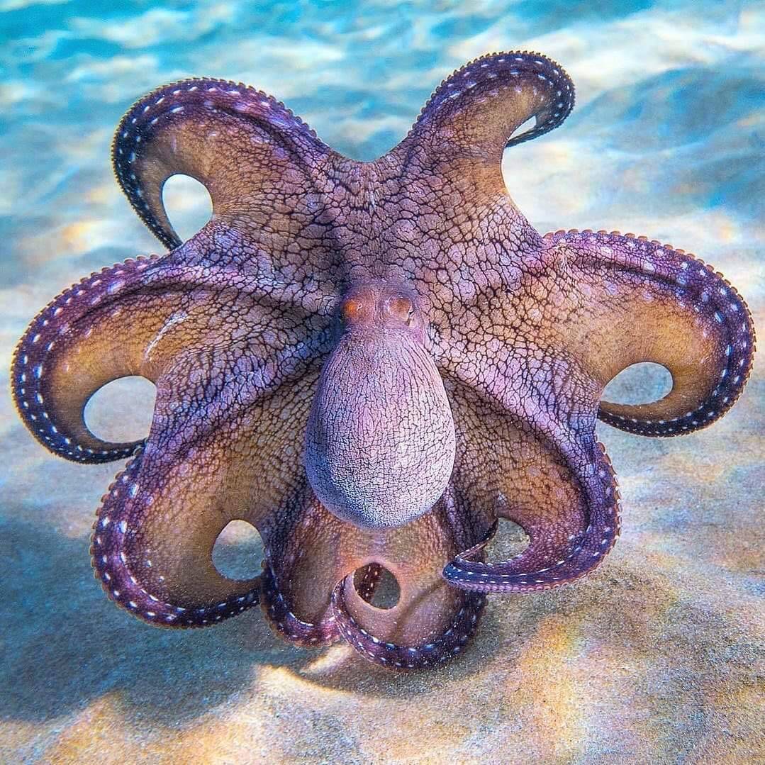 Purple octopus with curled tentacles viewed from above in shallow blue water