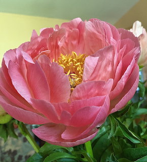 Close-up of a pink peony flower in full bloom with yellow center stamens and green leaves