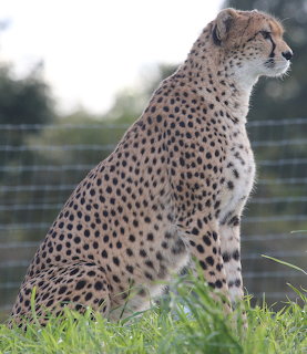 Cheetah Sitting in Grass