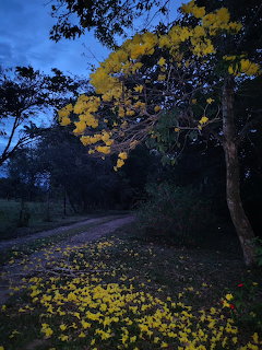 Yellow flowering tree with fallen petals covering a dirt path at dusk in a rural setting