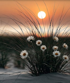 White daisies and grass stems silhouetted against an orange sunset over water