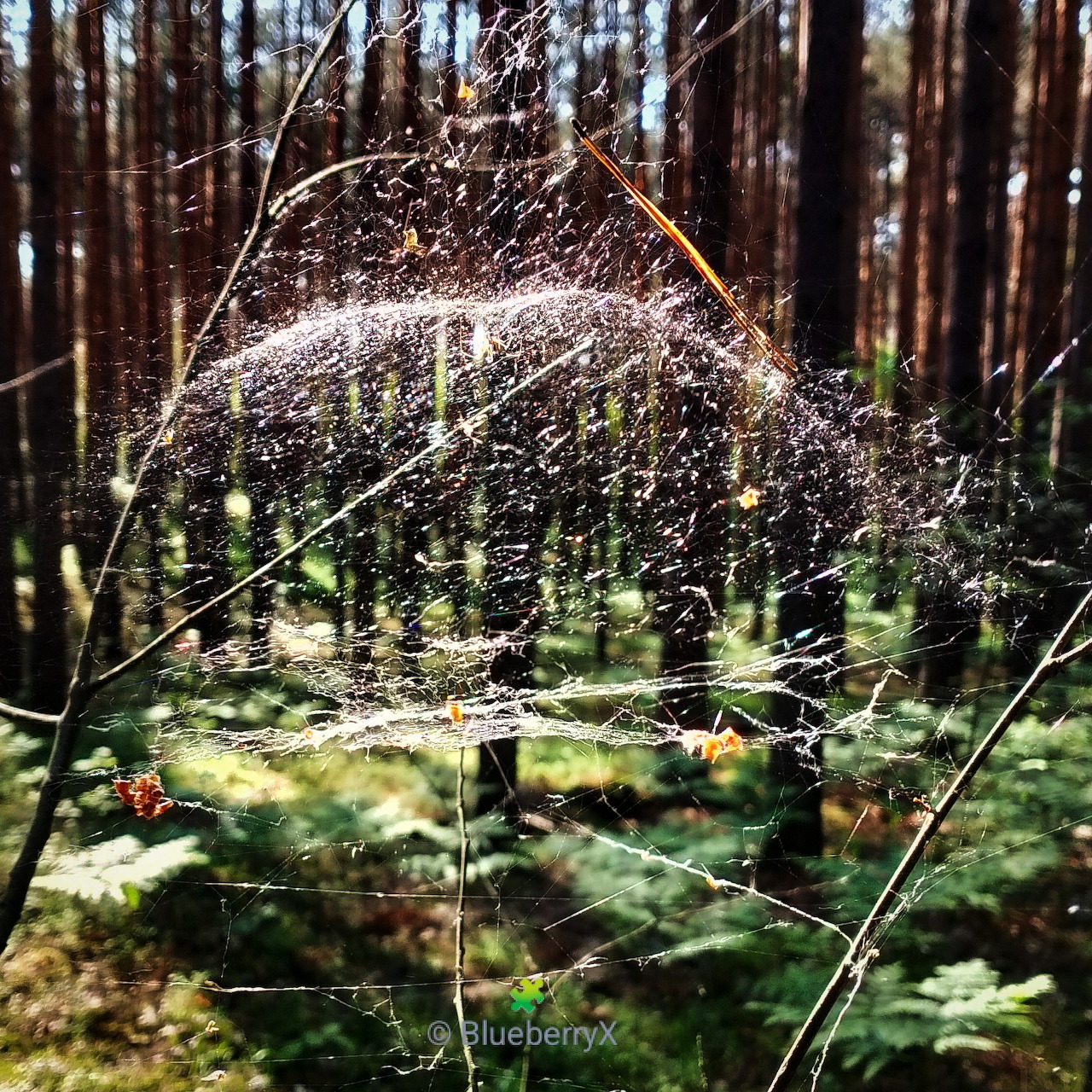 Water spray arcing through a forest with moss and tree trunks