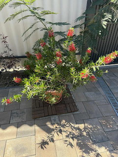 Potted bottlebrush plant with red blooms on a sunlit patio