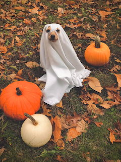 Dog in white ghost costume sitting among pumpkins and fallen autumn leaves on grass