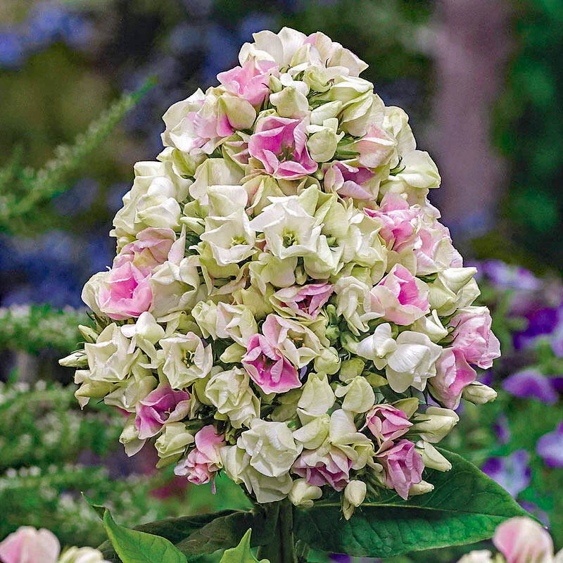 White and pink phlox flower cluster in full bloom with green leaves
