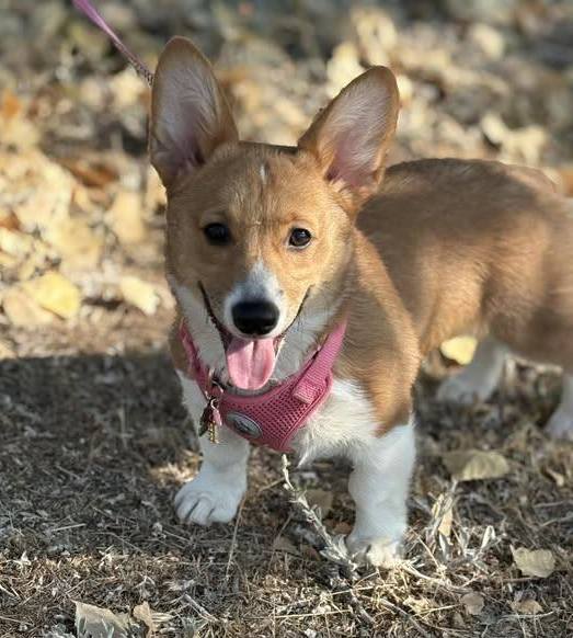 Cute Corgi puppy with pink harness and tongue out standing on fallen autumn leaves