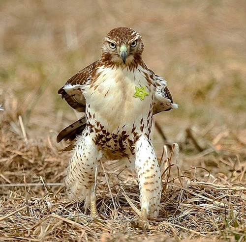 Brown and white hawk standing in dry grass with wings slightly spread