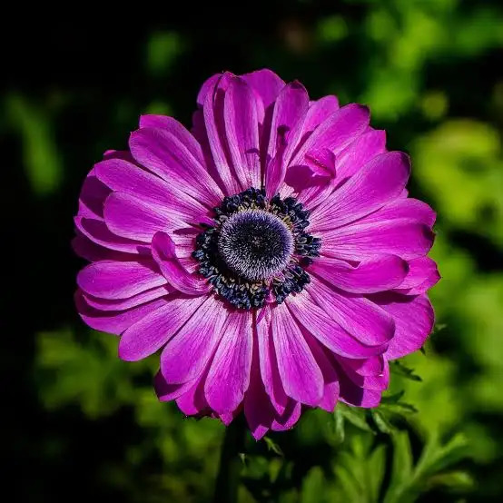 Pink Anemone Flower