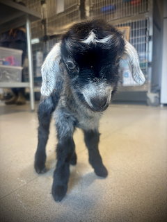 Baby Goat Portrait