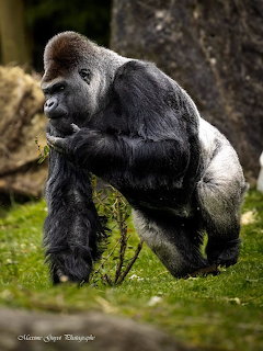 Silverback gorilla walking on grass with rocky background in a zoo enclosure