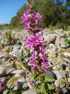 Purple Wildflower on Rocky Ground