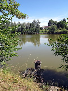 Pond by Trees