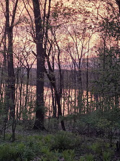 Purple and pink sunset seen through bare spring trees in a forest